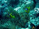 Red Sea Anemonefish